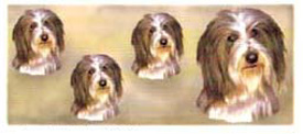 Dog Wrap - Bearded Collie